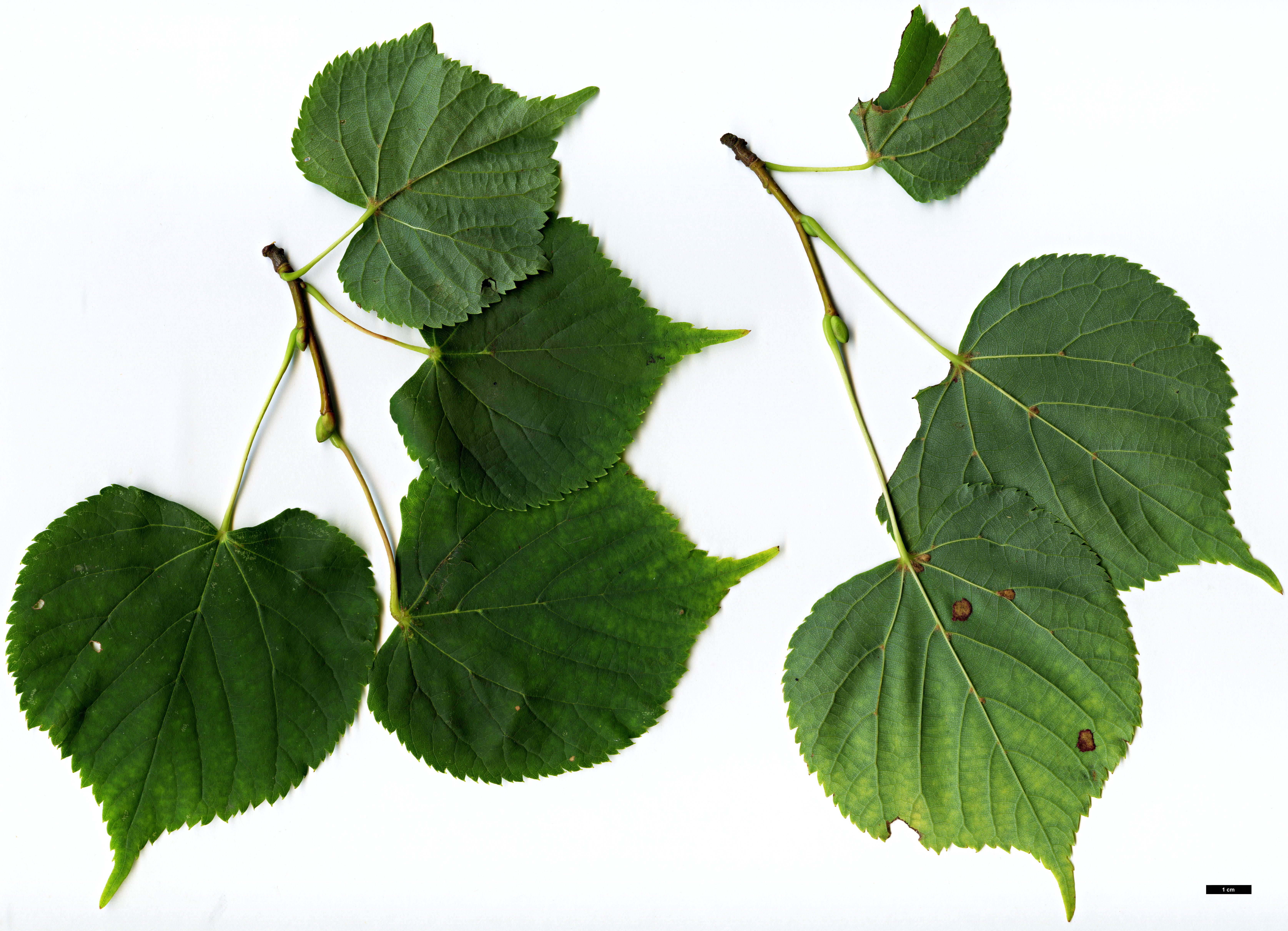 High resolution image: Family: Malvaceae - Genus: Tilia - Taxon: ×europaea - SpeciesSub: 'Wratislaviensis' (T.cordata × T.platyphyllos)